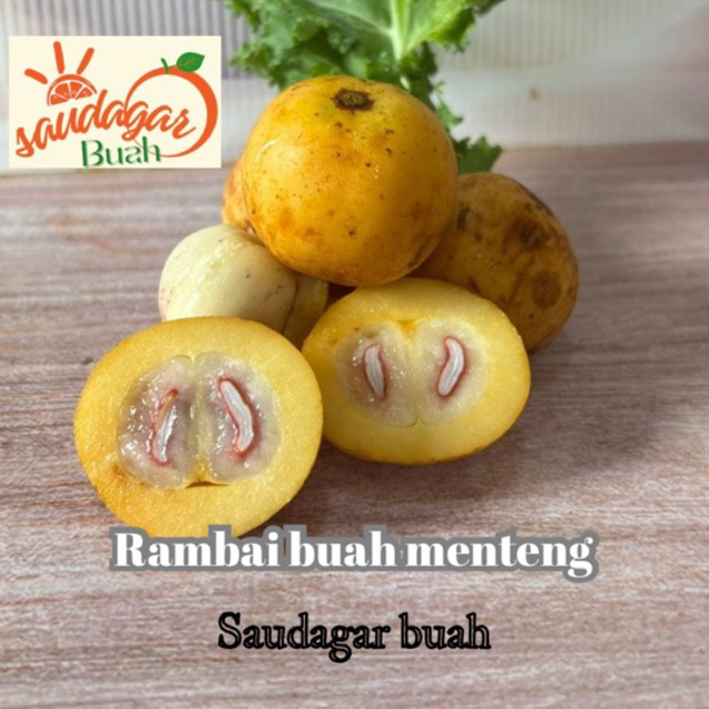 

BUAH RAMBAI BUAH MENTENG KEPUDUNG LANSAT HUTAN