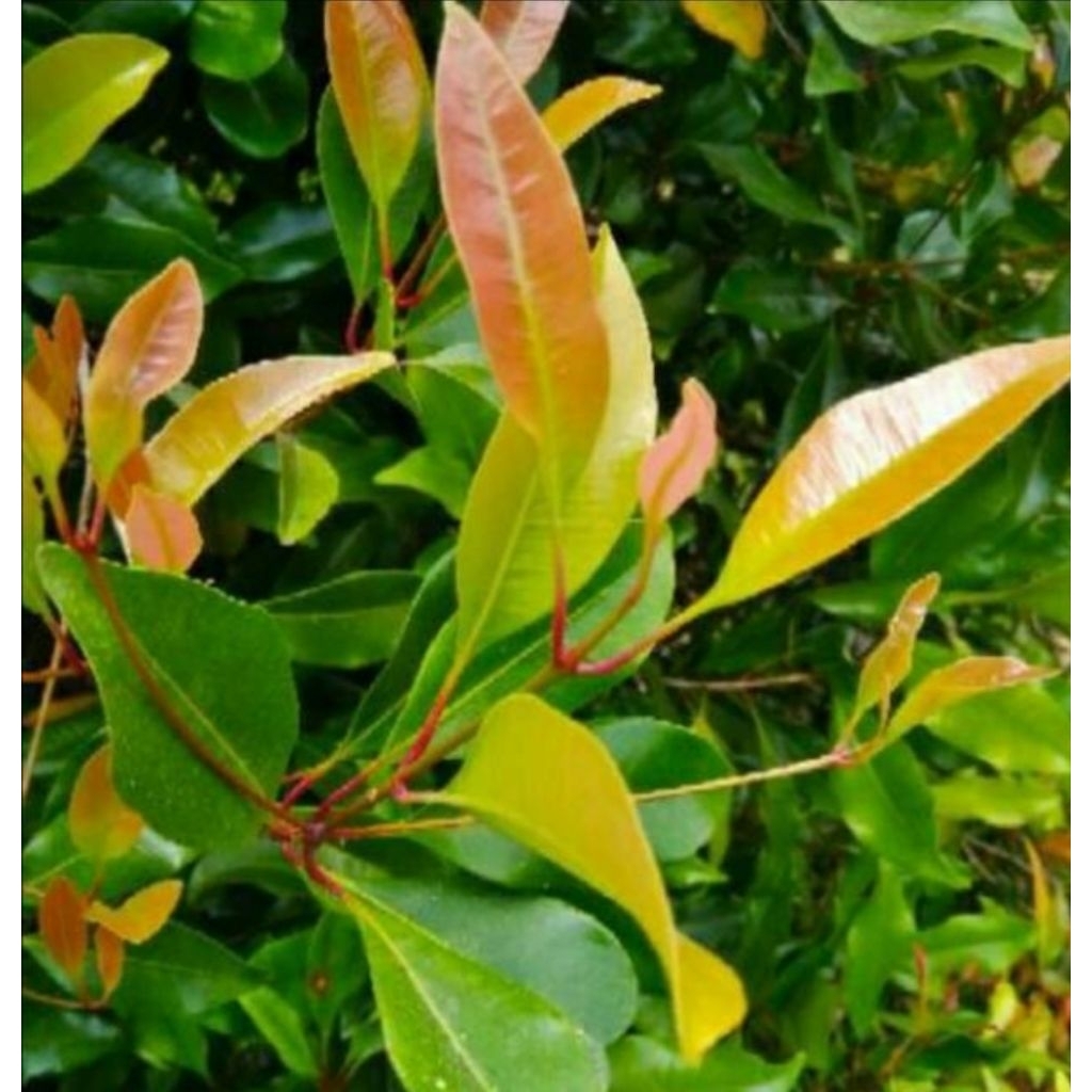 

Daun cengkeh segar baru petik perhelai