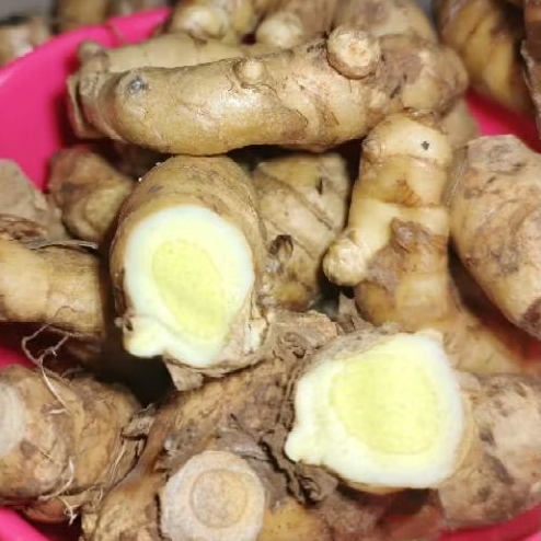 Kunyit Putih Segar 1kg– Curcuma Zedoaria, Herbal Alami & Kaya Manfaat