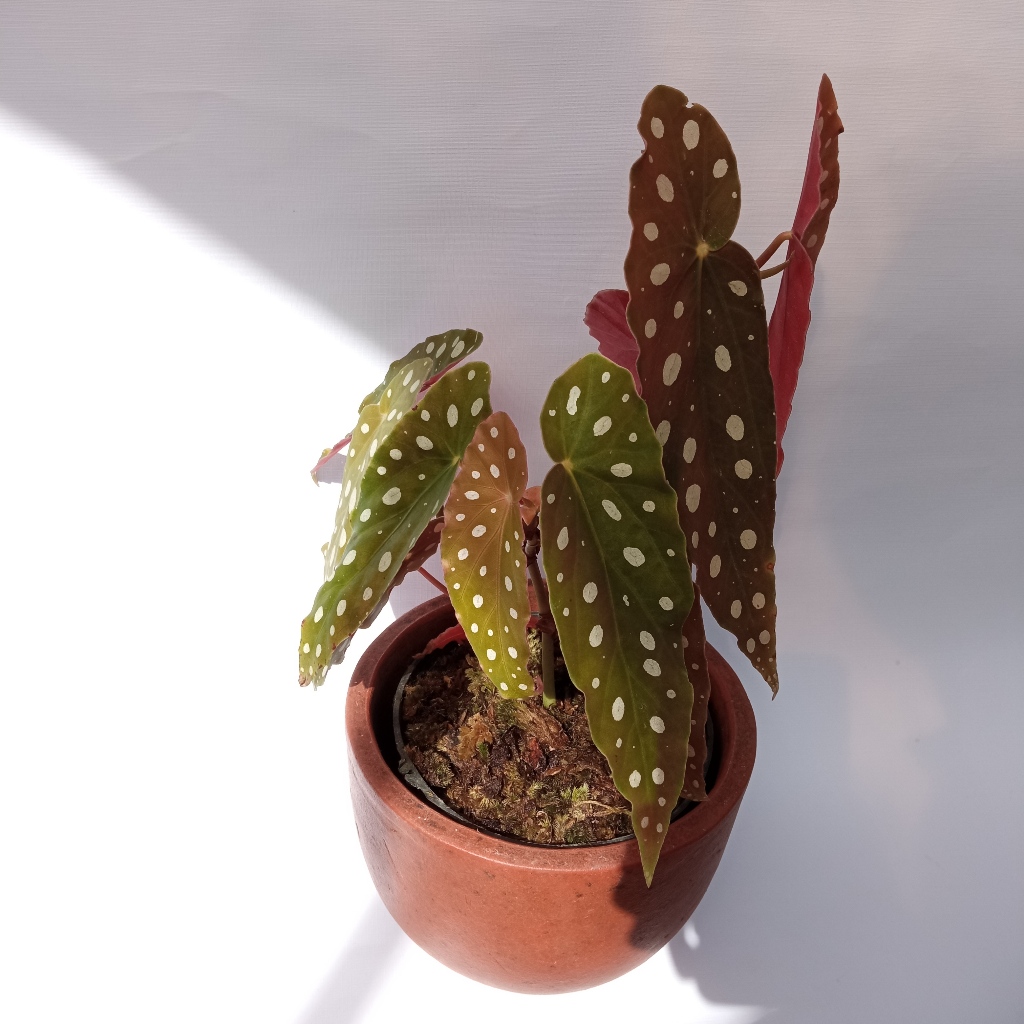 Begonia Maculata polkadot - begonia polkadot - tanaman hias begonia - begonia