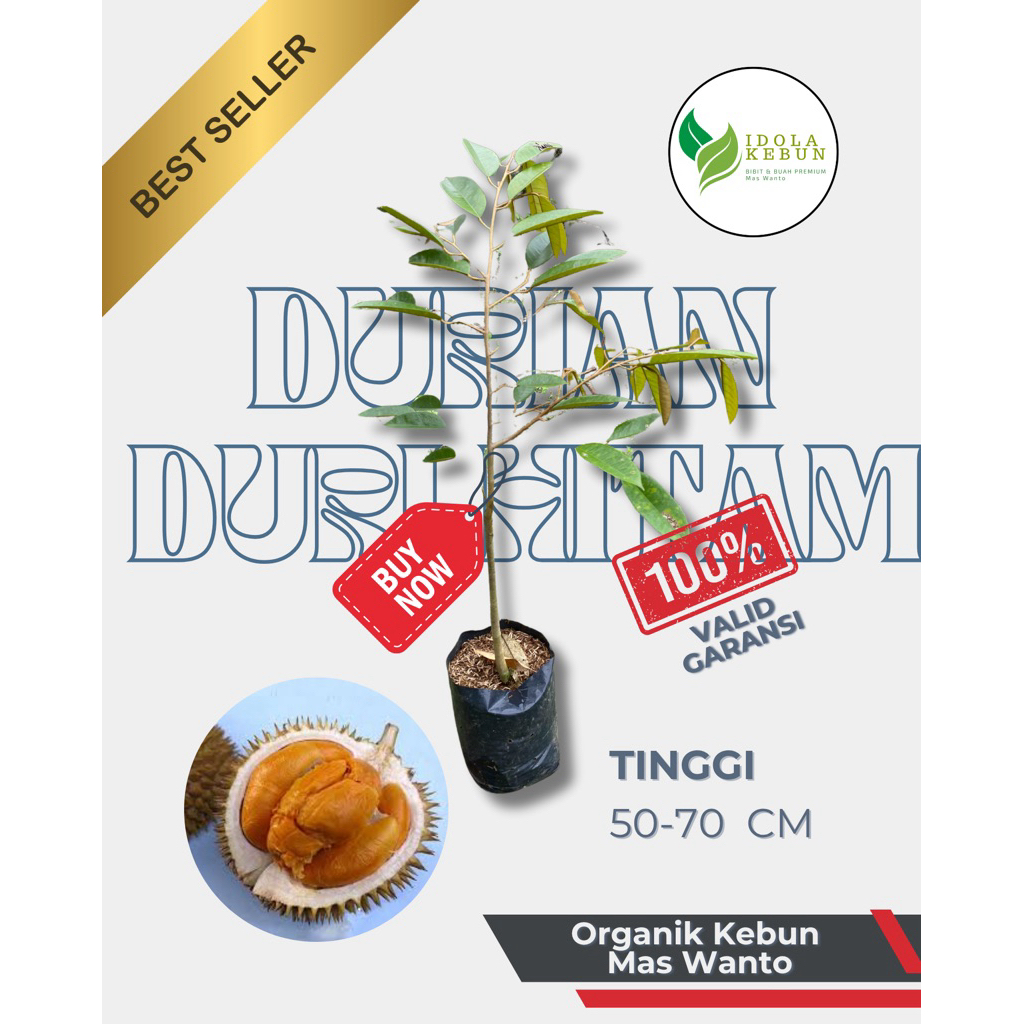 BIBIT DURIAN VARIETAS DURI HITAM HASIL OKULASI GENJAH SUPER UNGGUL ORIGINAL IDOLA KEBUN-BIBIT DURIAN