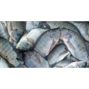 

Ikan Nila Fresh Medan Daily Market