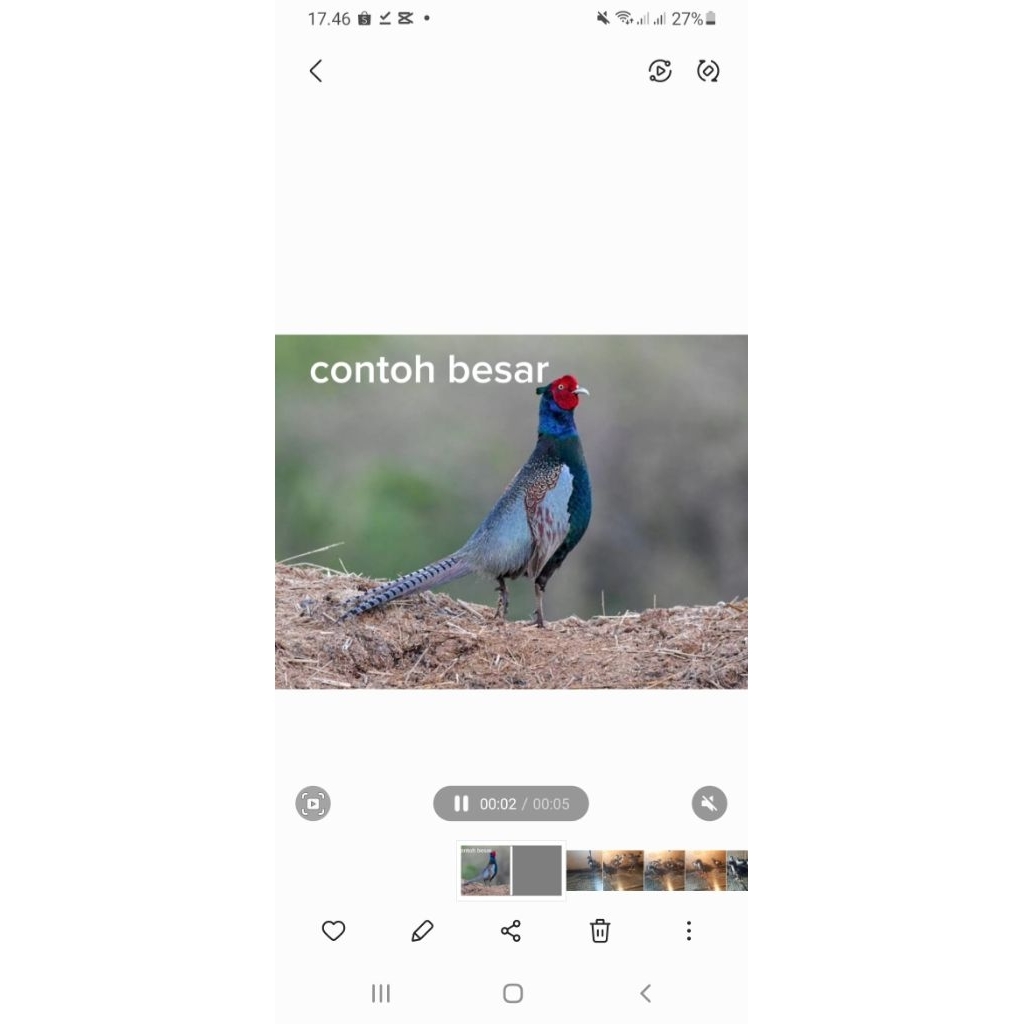 Ayam Green Ringneck Pheasant / Ringneck Pheasant Hijau