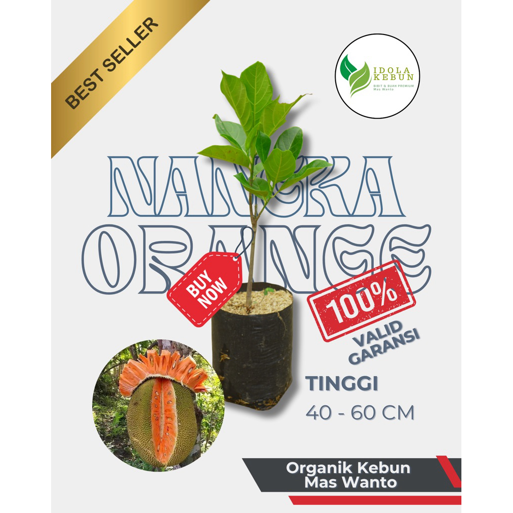 BIBIT NANGKA VARIETAS MADU ORANGE-BIBIT BUAH NANGKA-BIBIT NANGKA MADU-BIBIT NANGKA MADU ORANGE
