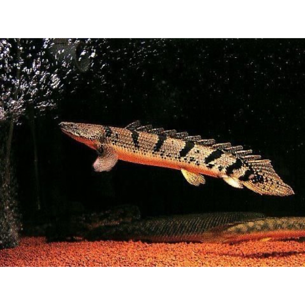 PALMAS ENDLICHERI 5-6CM / IKAN PALMAS ENDLICHERI / HIASAN AKUARIUM