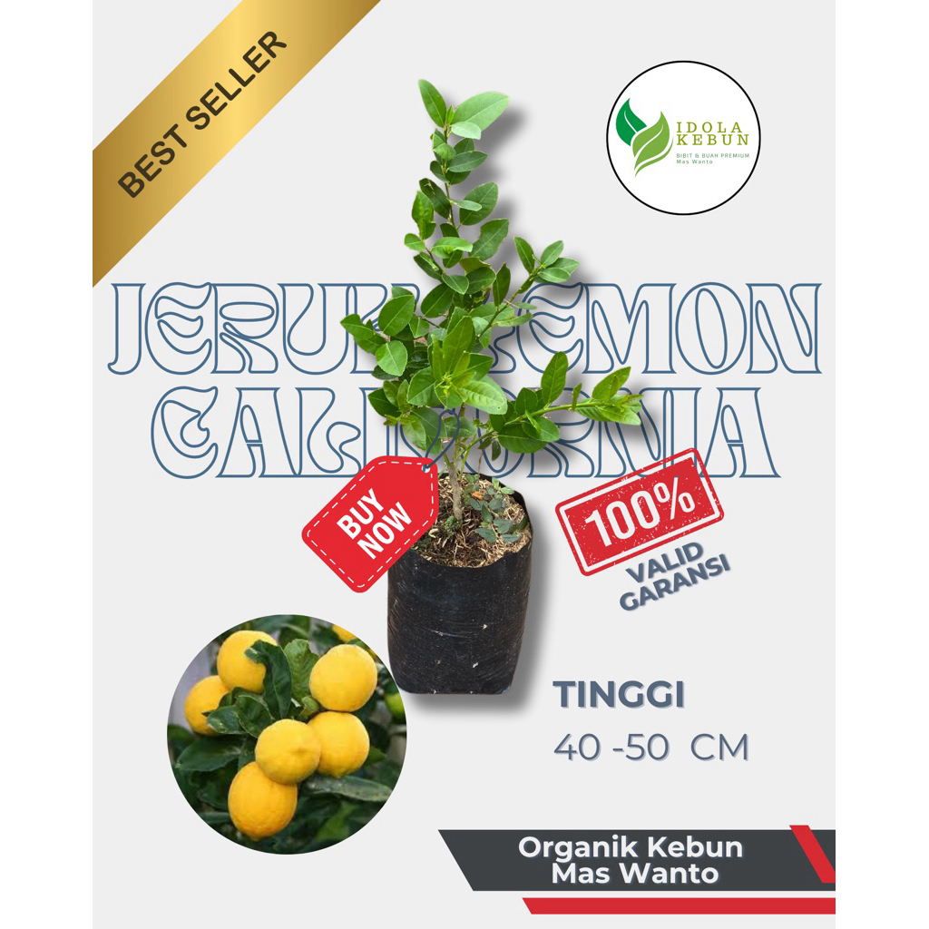 BIBIT JERUK VARIETAS LEMON CALIFORNIA HASIL OKULASI-BIBIT JERUK LEMON CALIFORNIAN-BIBIT JERUK LEMON