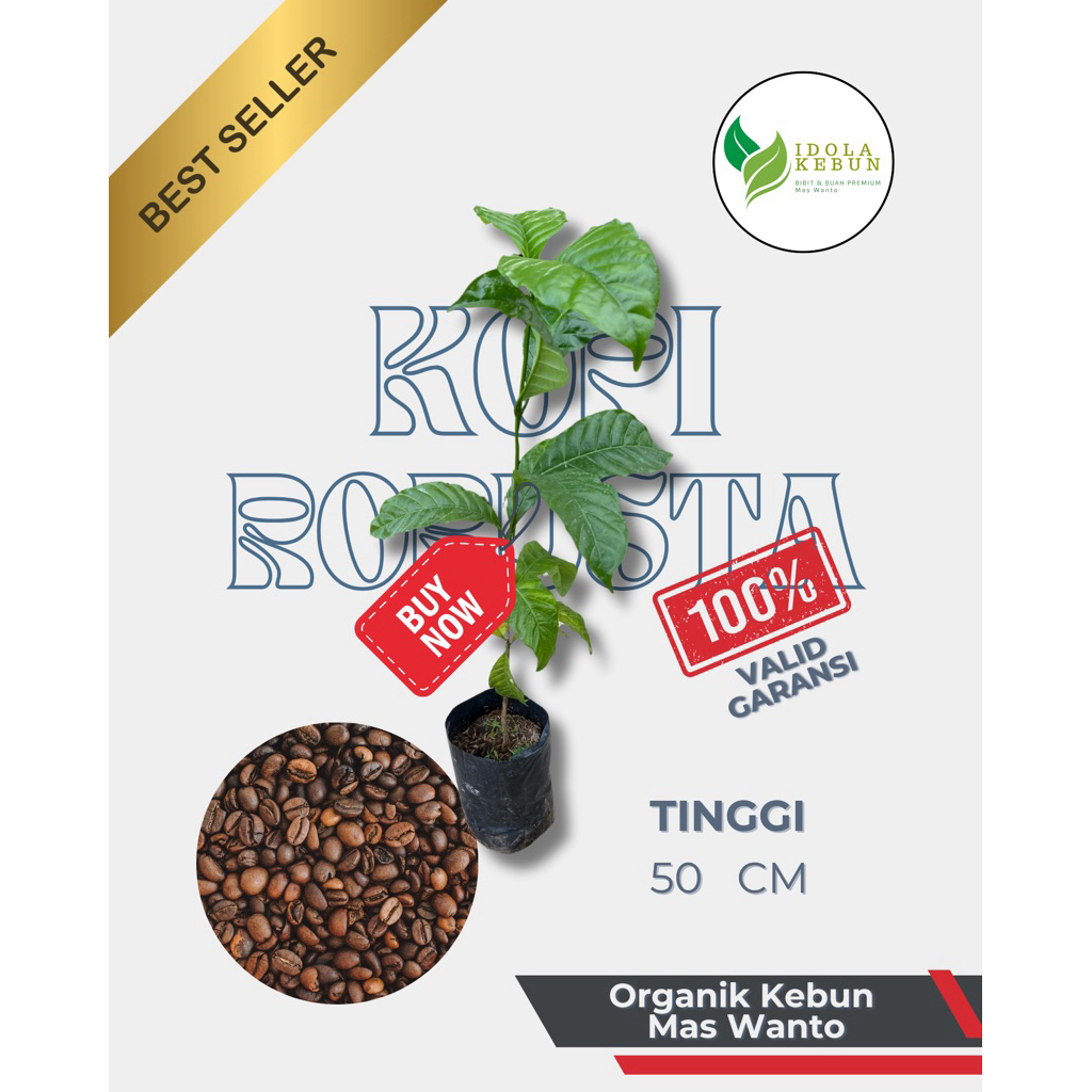 BIBIT BUAH KOPI VARIETAS ROBUSTA LIWA SUPER GENJAH HASIL SAMBUNG SUPER UNGGUL IDOLA KEBUN-BIBIT KOPI