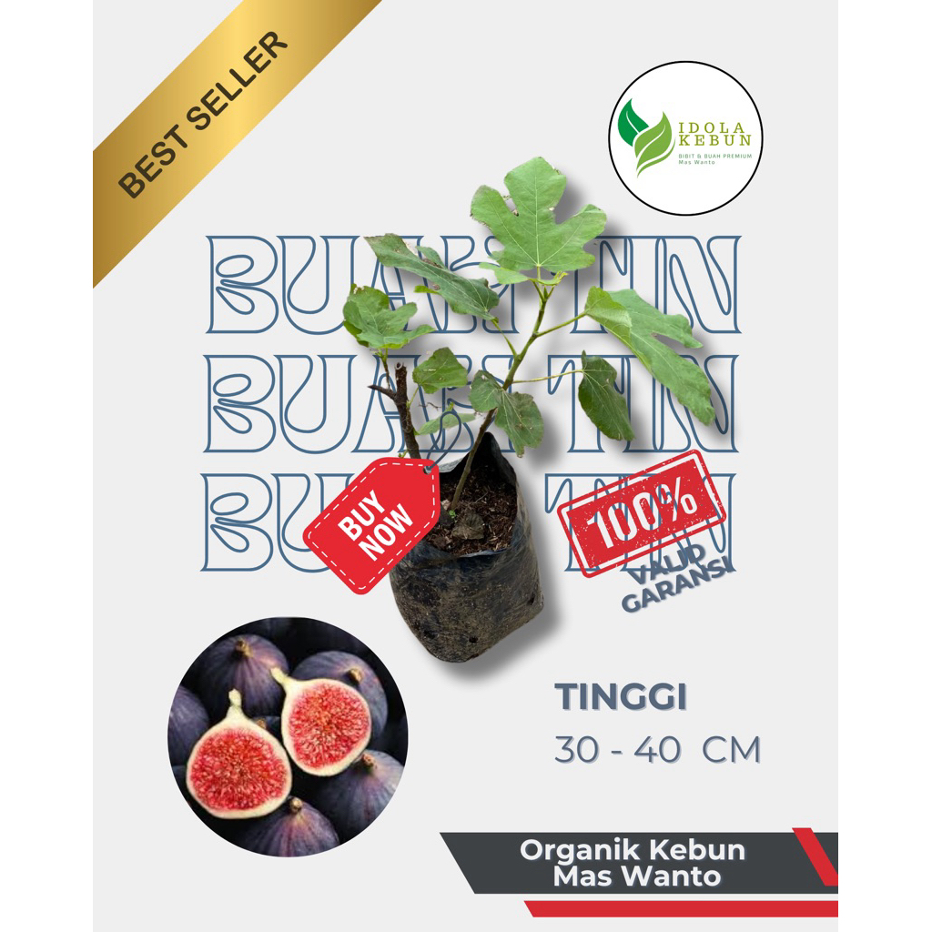 BIBIT BUAH VARIETAS TIN MERAH CANGKOK-BIBIT BUAH TIN MERAH-BIBIT TIN MERAH-BIBIT TIN CANGKOK UNGGUL