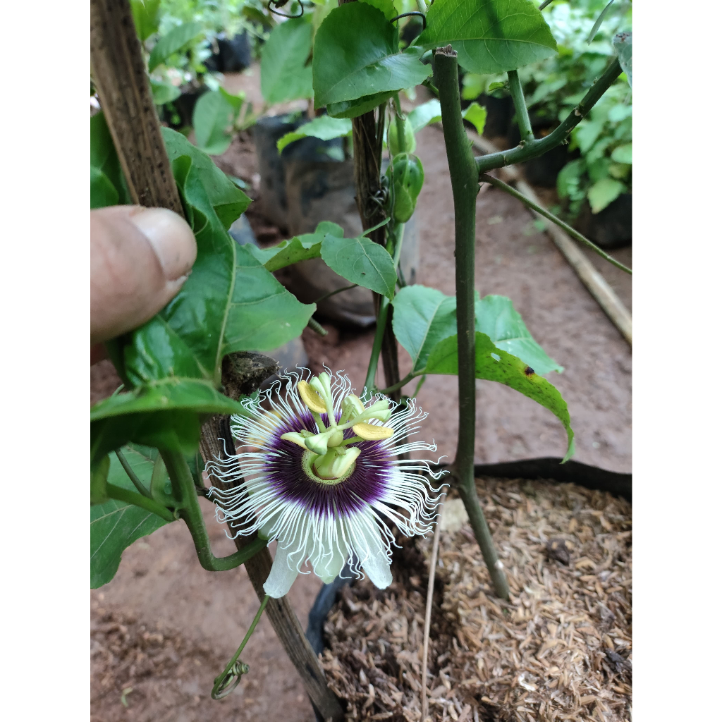 Tanaman buah markisa manis - buah markisa rambat manis sudah berubuah / berbunga