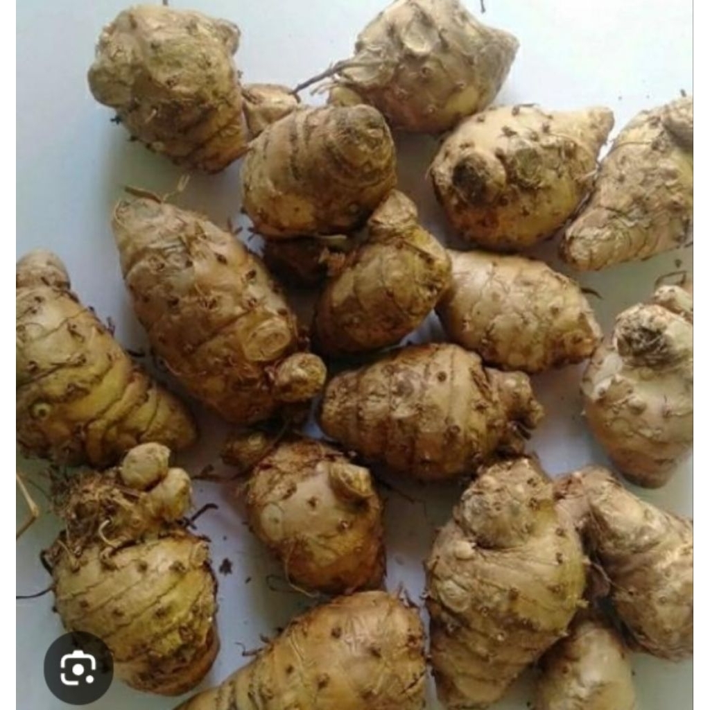 

biang kunyit segar 500 grm