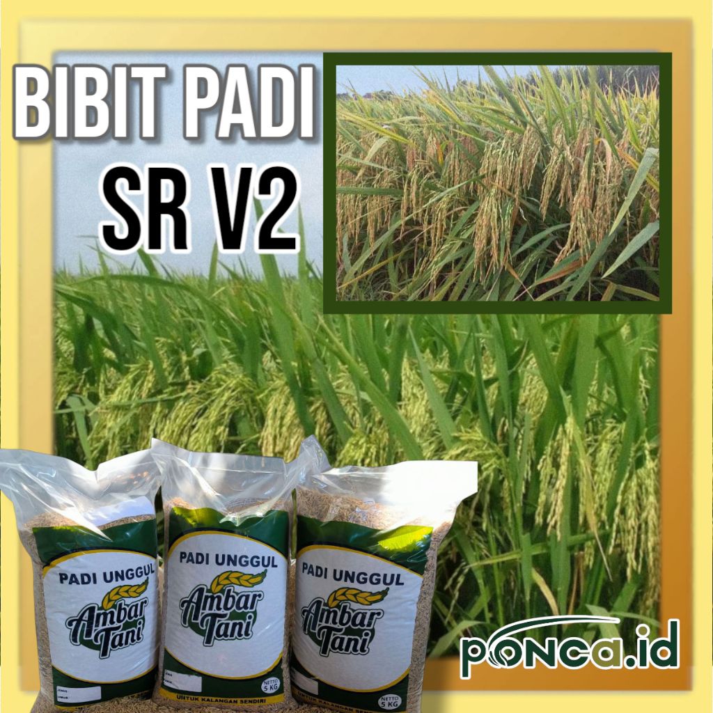 benih padi sr v2 kemasan 5kg