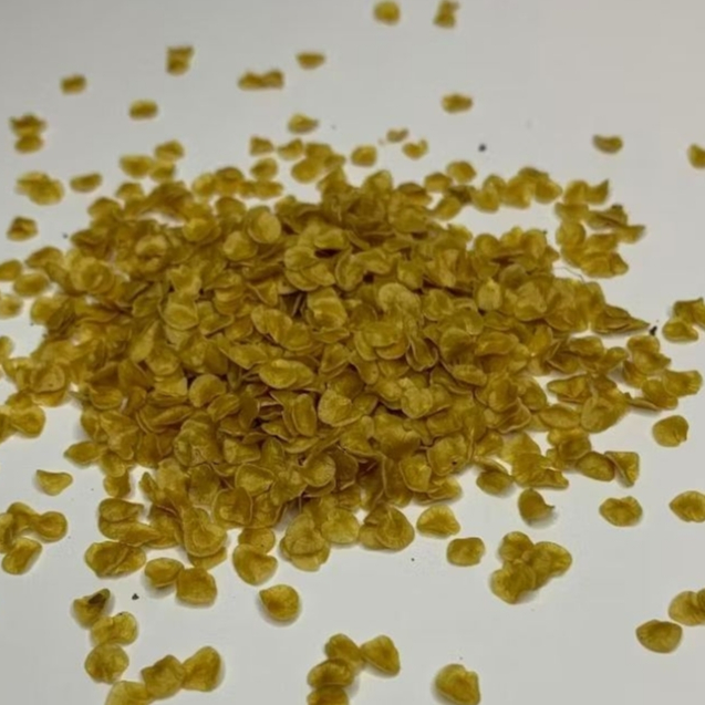 Bibit terong pari terong hutan 350 biji