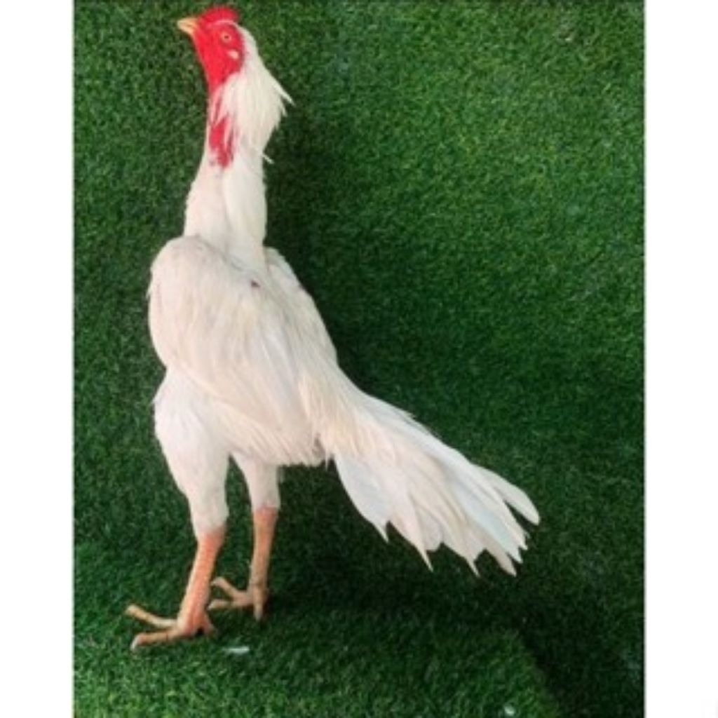 

Paket hemat 5 Telur Ayam Bangkok Bulu Putih Mulus ORI Fertil Buat ditetaskan