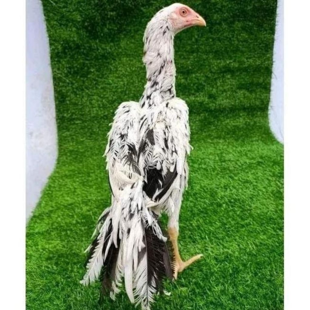 

Paket hemat 5 Telur Ayam Bangkok Ekor Lidi fertil siap untuk ditetaskan