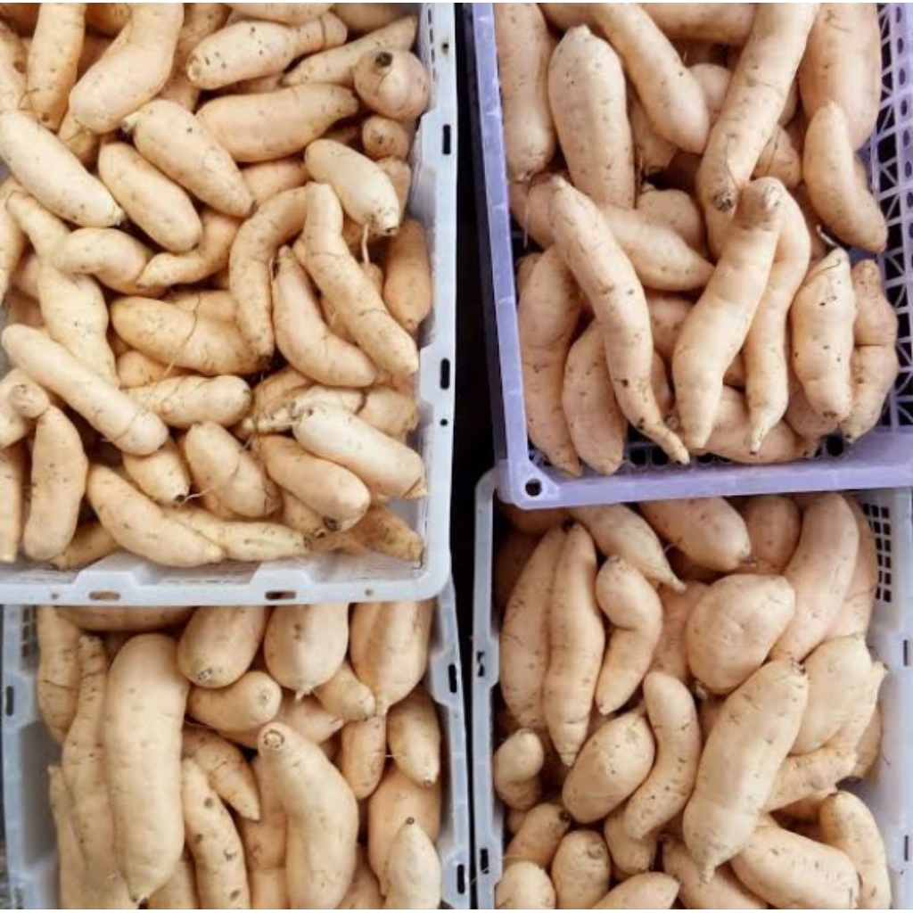 

makana,ubi madu 1kg isi 5 sd 10