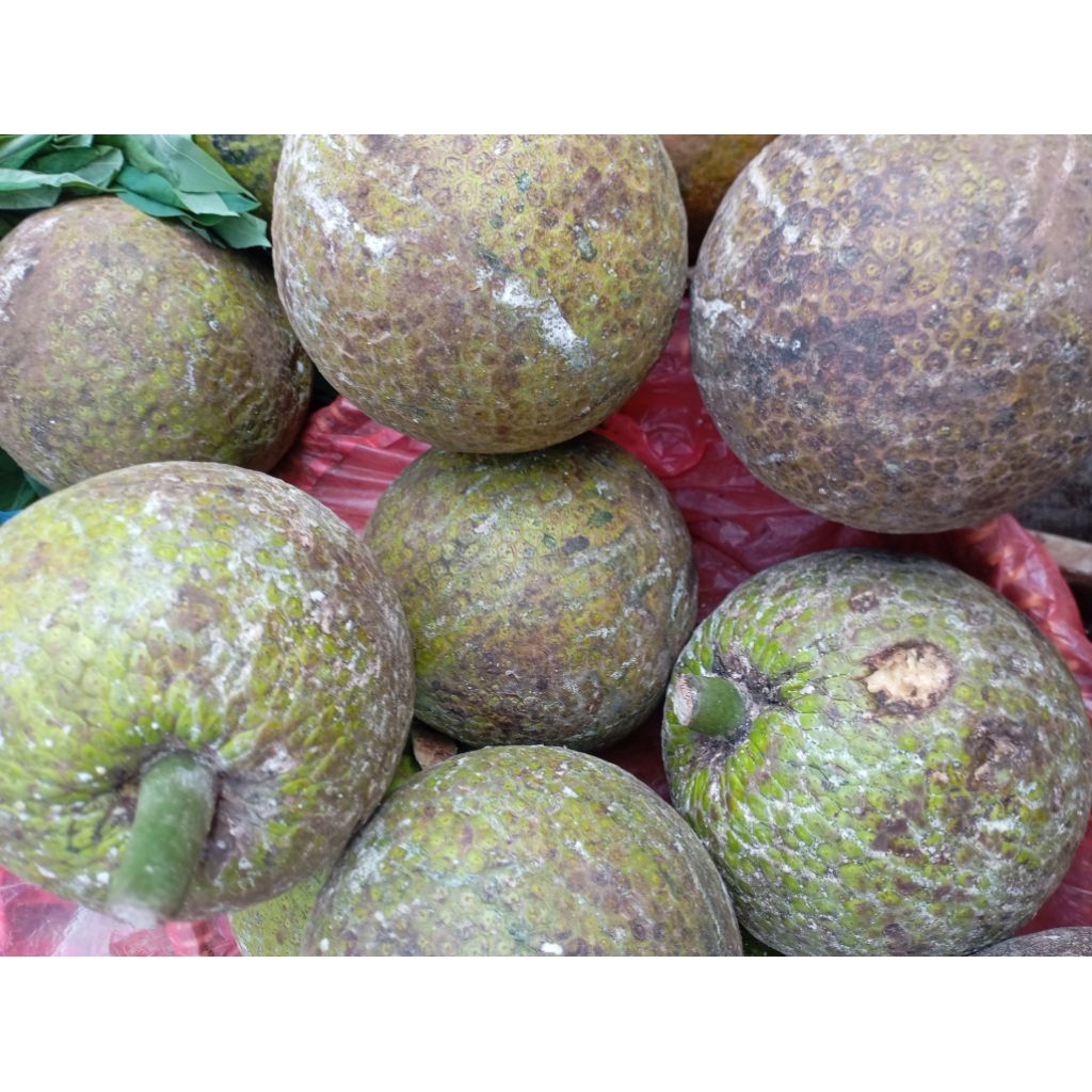 

Bahan Buah Sukun Sokon mentah