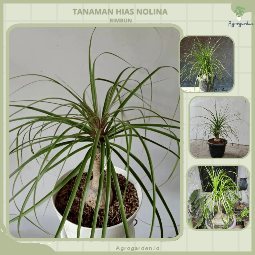 Tanaman Nolina Palem / Ponytail Palm /PALEM NOLINA Sedang Sudah Berbonggol