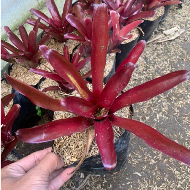 [3 pcs] Bromelia merah lampion mini - bromelia fireball - bromelia cantik