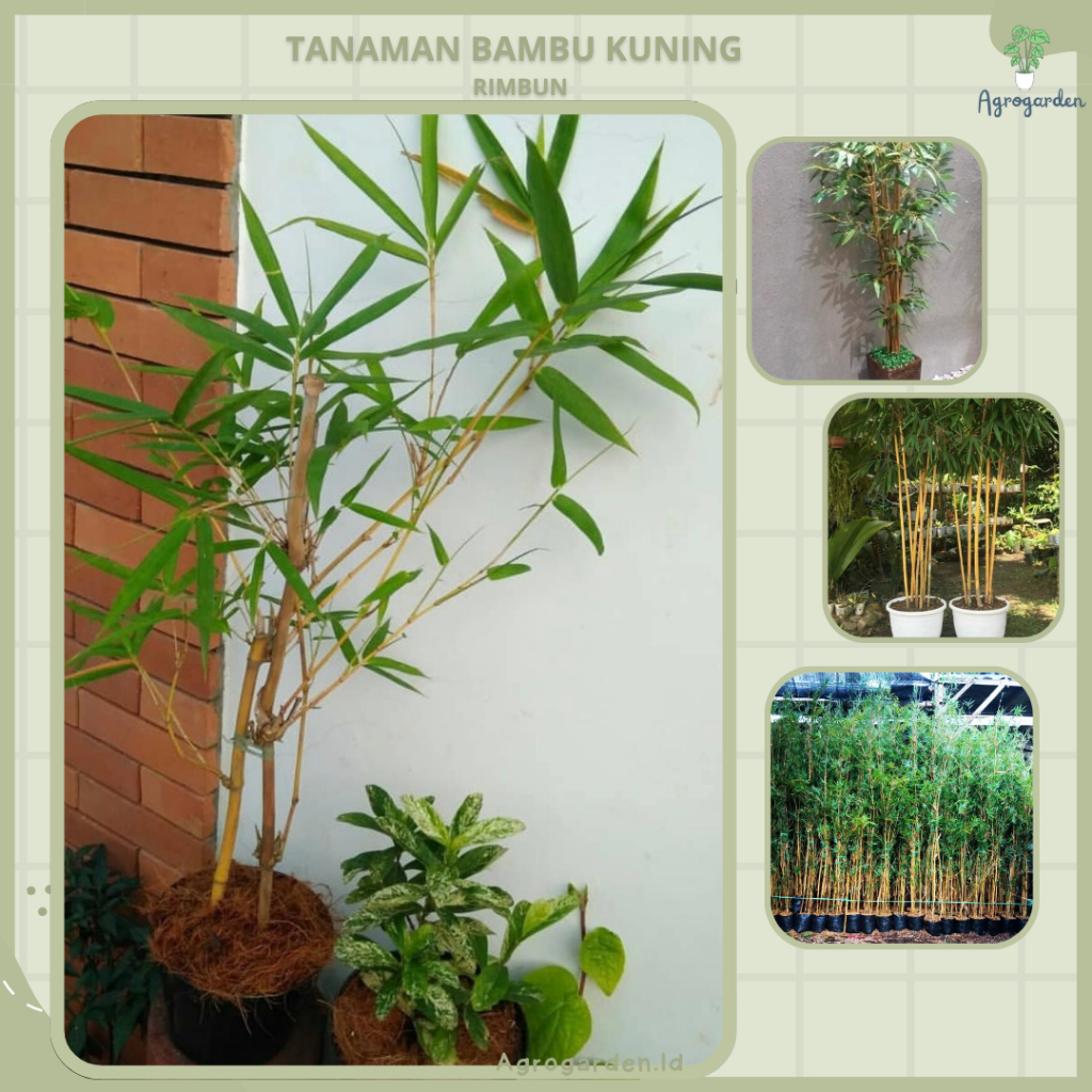 Tanaman Hias Bambu Kuning - Tanaman Hias Bambu Kuning - Bibit Pohon Bambu Kuning Jepang / Pring Kuni