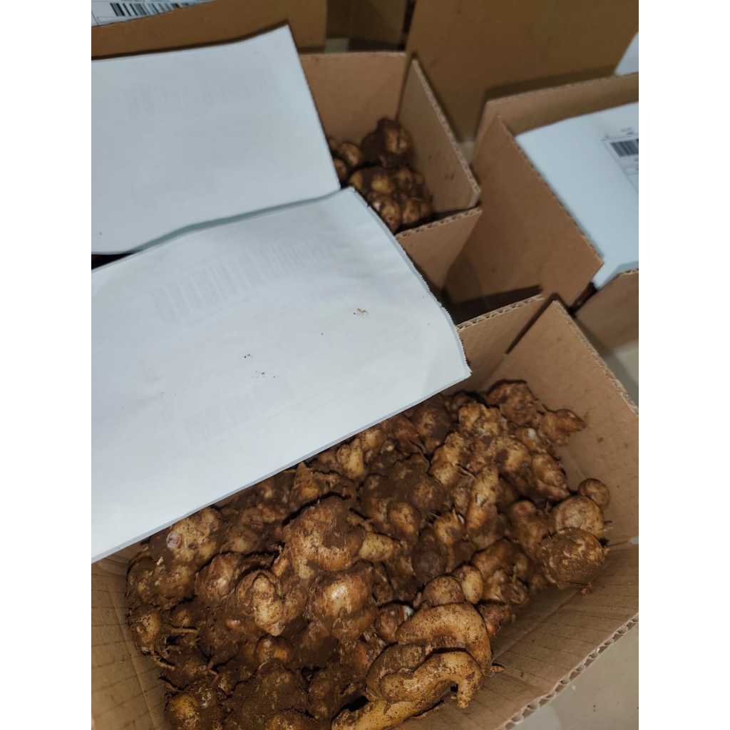 

promo kencur segar siap kirim 20kg