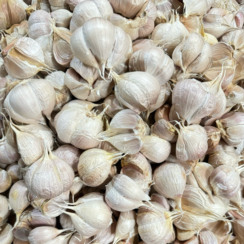 

Bawang putih kating bersih