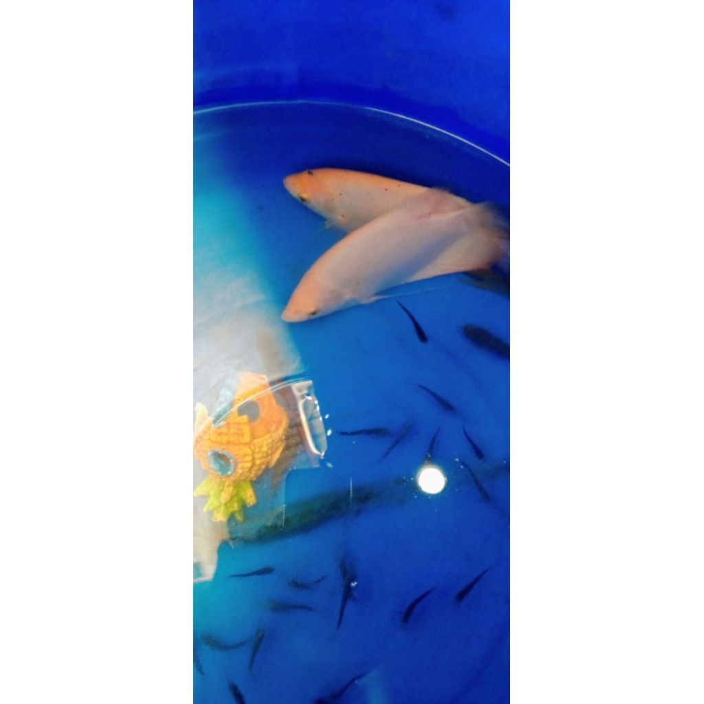 

Gurame Padang (khusus instan)