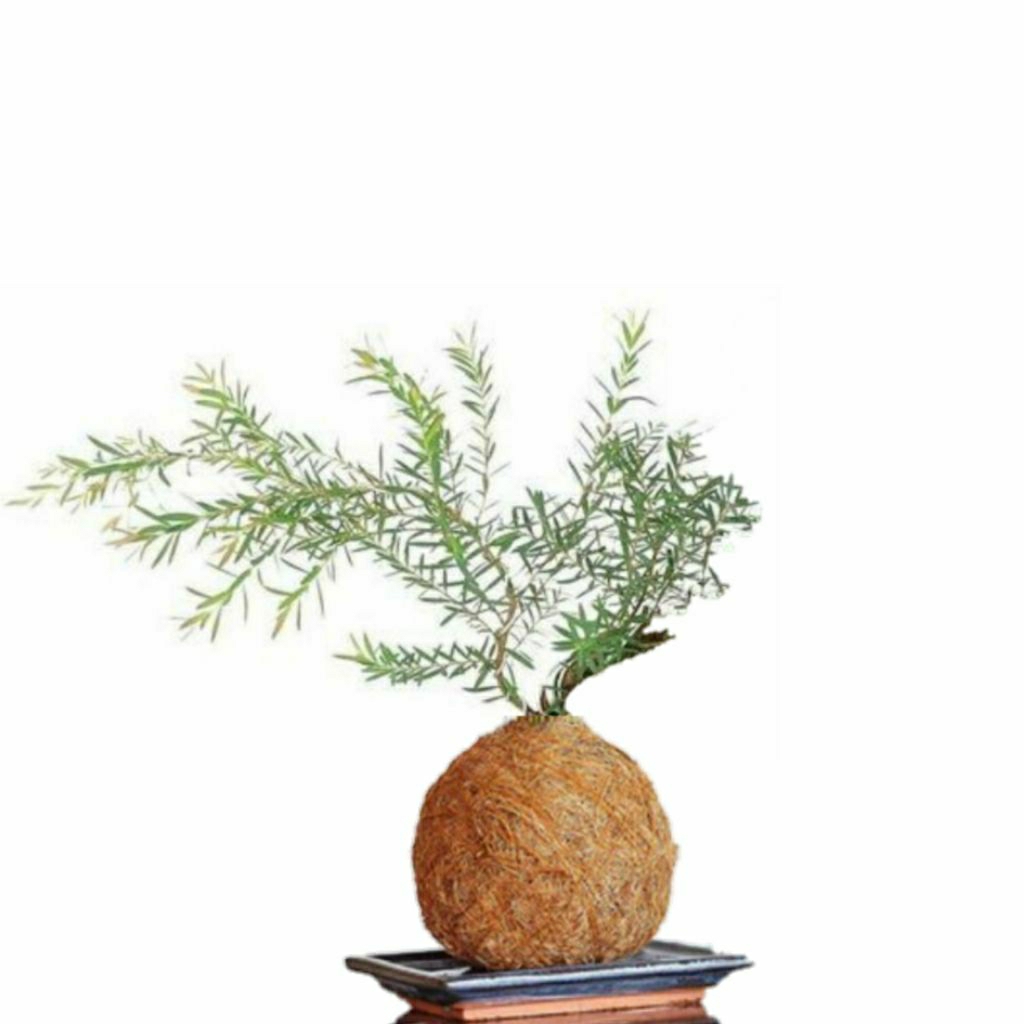 kokedama Tanaman minyak kayu putih 50 cm tanaman herbal kayu putih micro