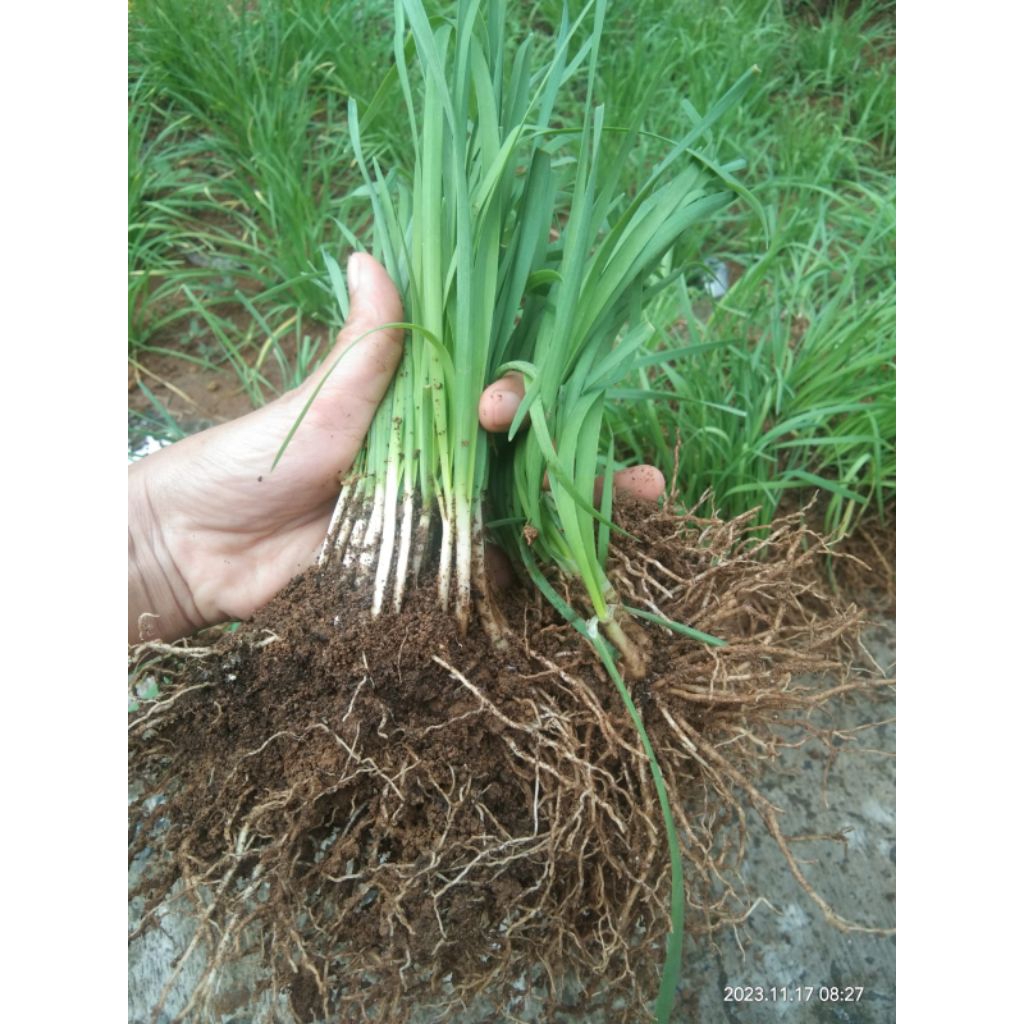 

1 Pohon Kucai siap tanam bisa panen tiap minggu