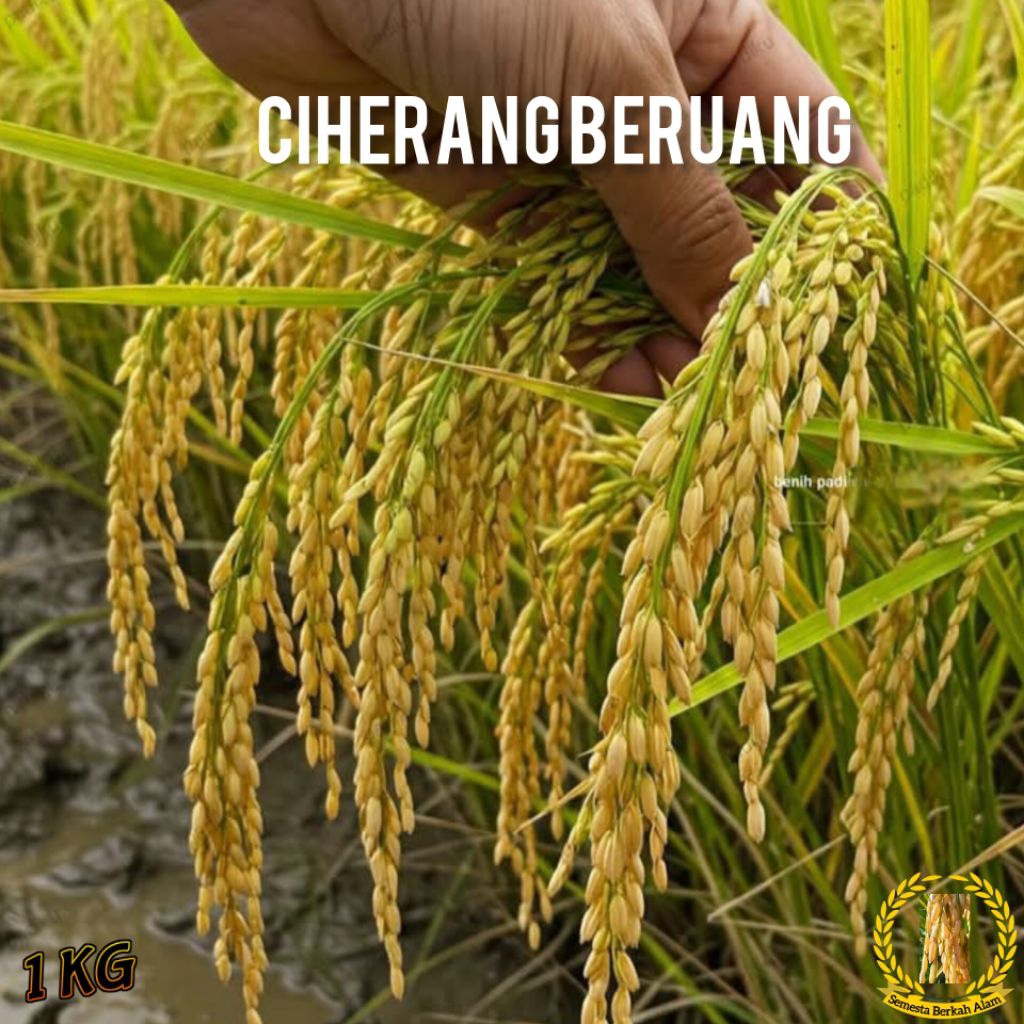 Bibit padi unggul Ciherang beruang super 1Kg