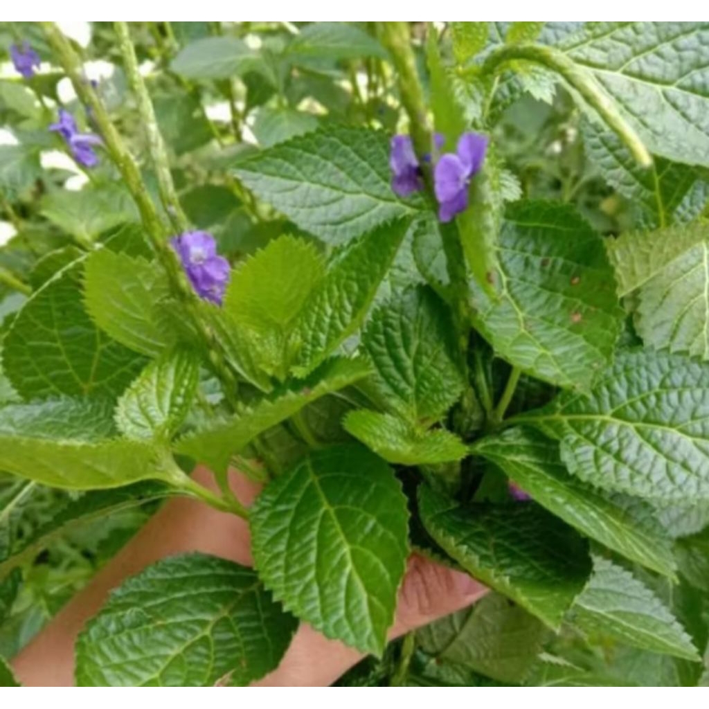 

DAUN PECUT KUDA/JARONG 100 PCS,. BARU PETIK Jarong, Jarong lalaki, Ki Meurit Beureum (Sunda), Biron, Karomenal, Nyarang, Sekar Laru, Ngadirenggo, Remek Getih, Rumjarum, Laler Mengeng (Jawa), Rai Rai, Dodinga (Maluku), Sui In Sui, Sangko Hidung (Sulawesi).