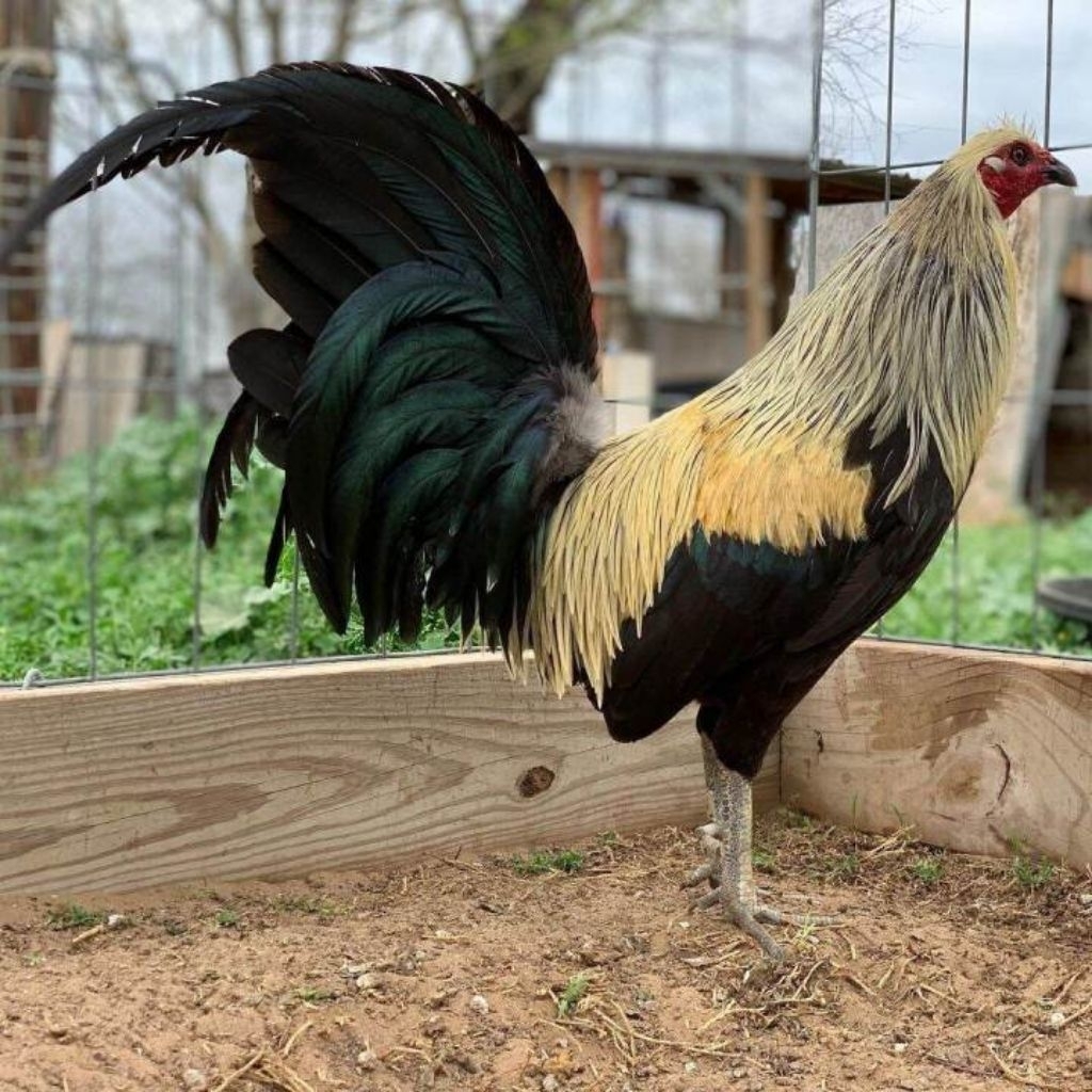 

Telur Ayam Philipin Fertil Buat ditetaskan