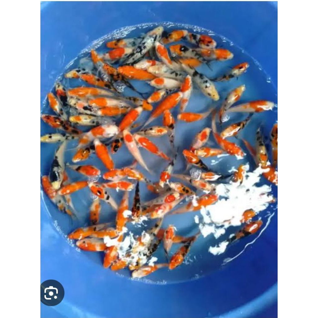 Benih ikan koi campur jenis size 5-7cm