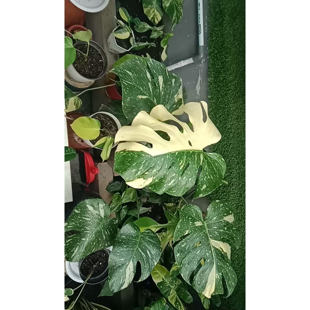 monthai /monstera thaicon /monthai mutasi/ tanaman hias koleksi