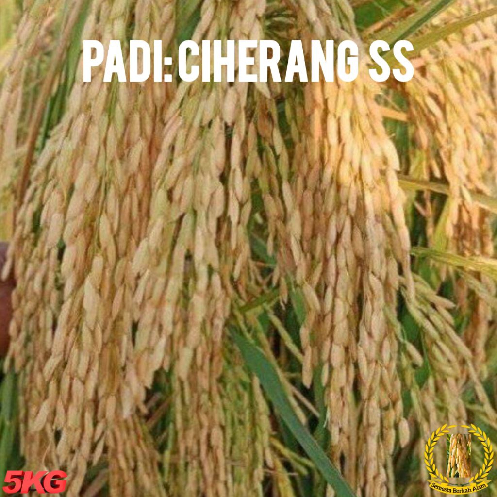 Bibit Padi Ciherang Ss Unggul Kualitas Super Unggul Kemasan 5Kg
