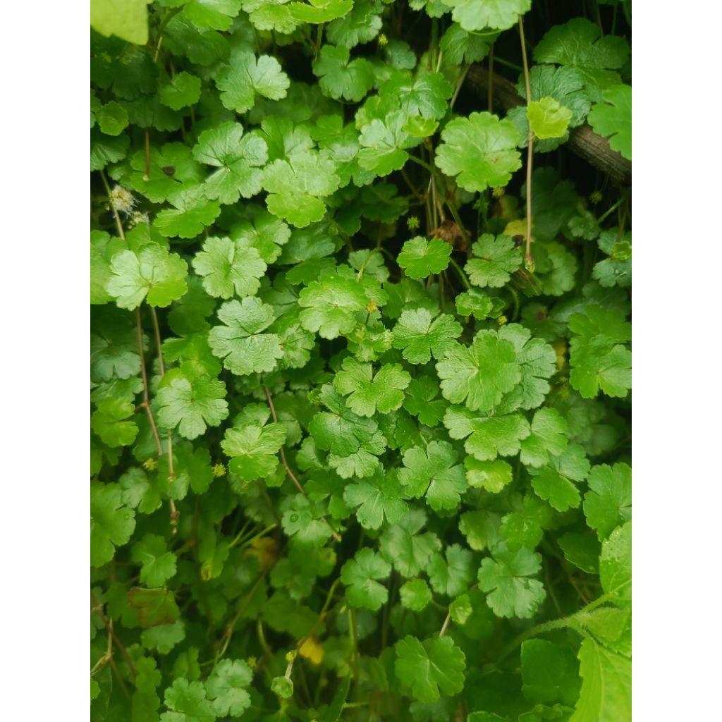 

pegagan air atau antanan berit 250grm