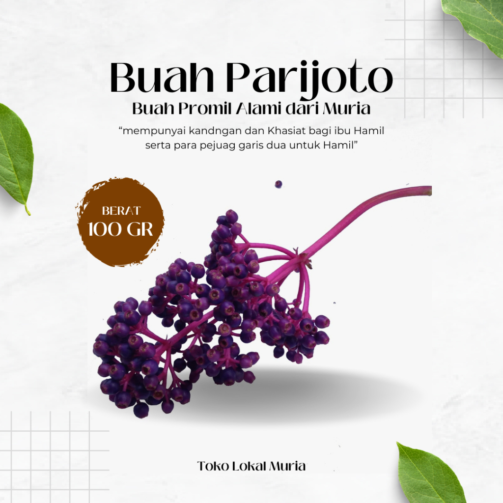 

Buah Parijoto Organik 100gr – Herbal Kesuburan & Antioksidan Alami | Manfaat Luar Biasa!