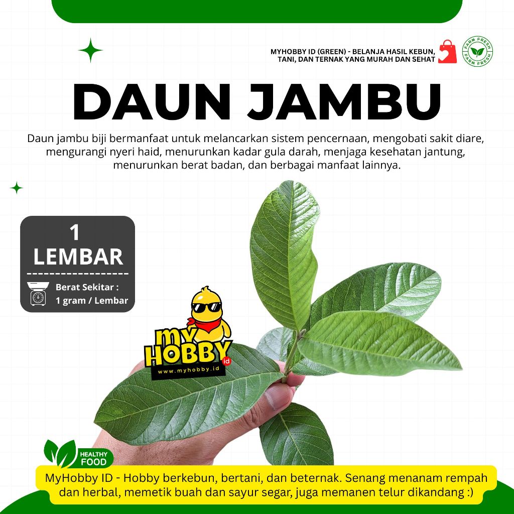 

Daun Jambu Biji Bagus & Segar, Dipetik Dadakan! Herbal Psidium Guajava, Klutuk, Kristal, Siki, Batu