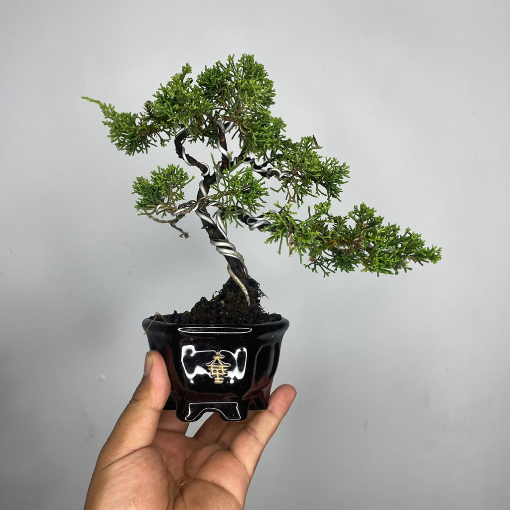 cemara sargenti secangkir bonsai