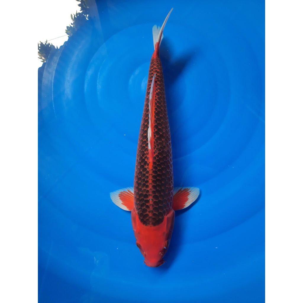 Ikan Koi Aka Matsuba 30cm - Koi Blitar 1 ekor