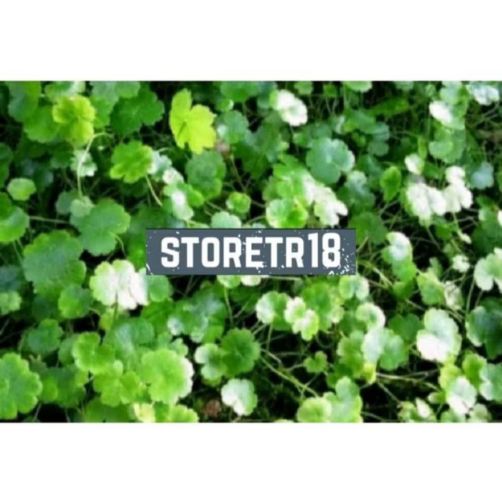 

Daun semanggi gunung patikim antanan 250gram