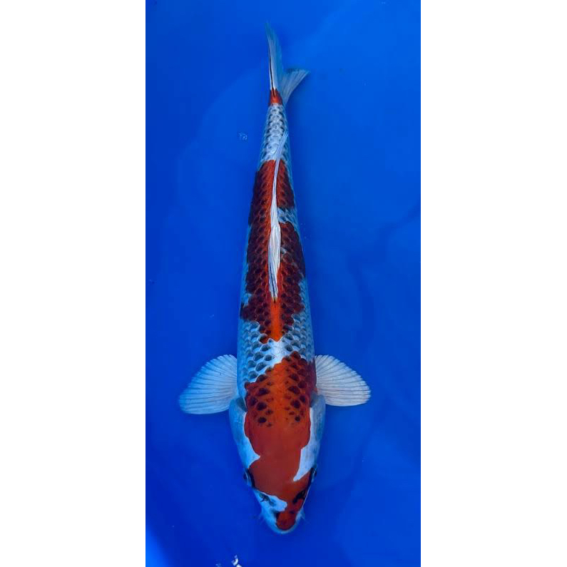 Ikan Koi Kujaku size 28-30cm - Ikan koi Blitar 1 ekor