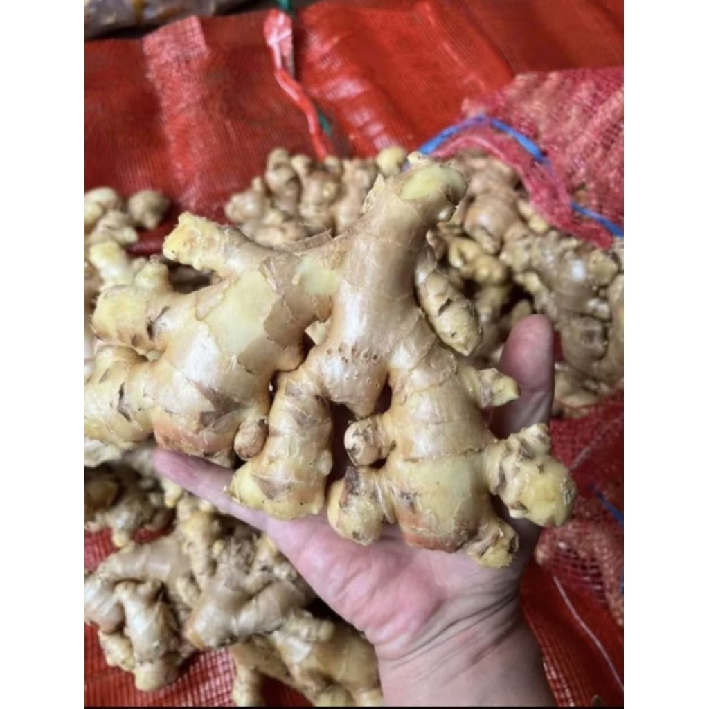 

Jahe Gajah Fresh Malang 1kg| Jahe Kebo| Jahe Badak| Jahe Putih| Jahe Besar| Bumbu Masakan| Obat Herbal Jamu| Herbal Untuk Kesehatan