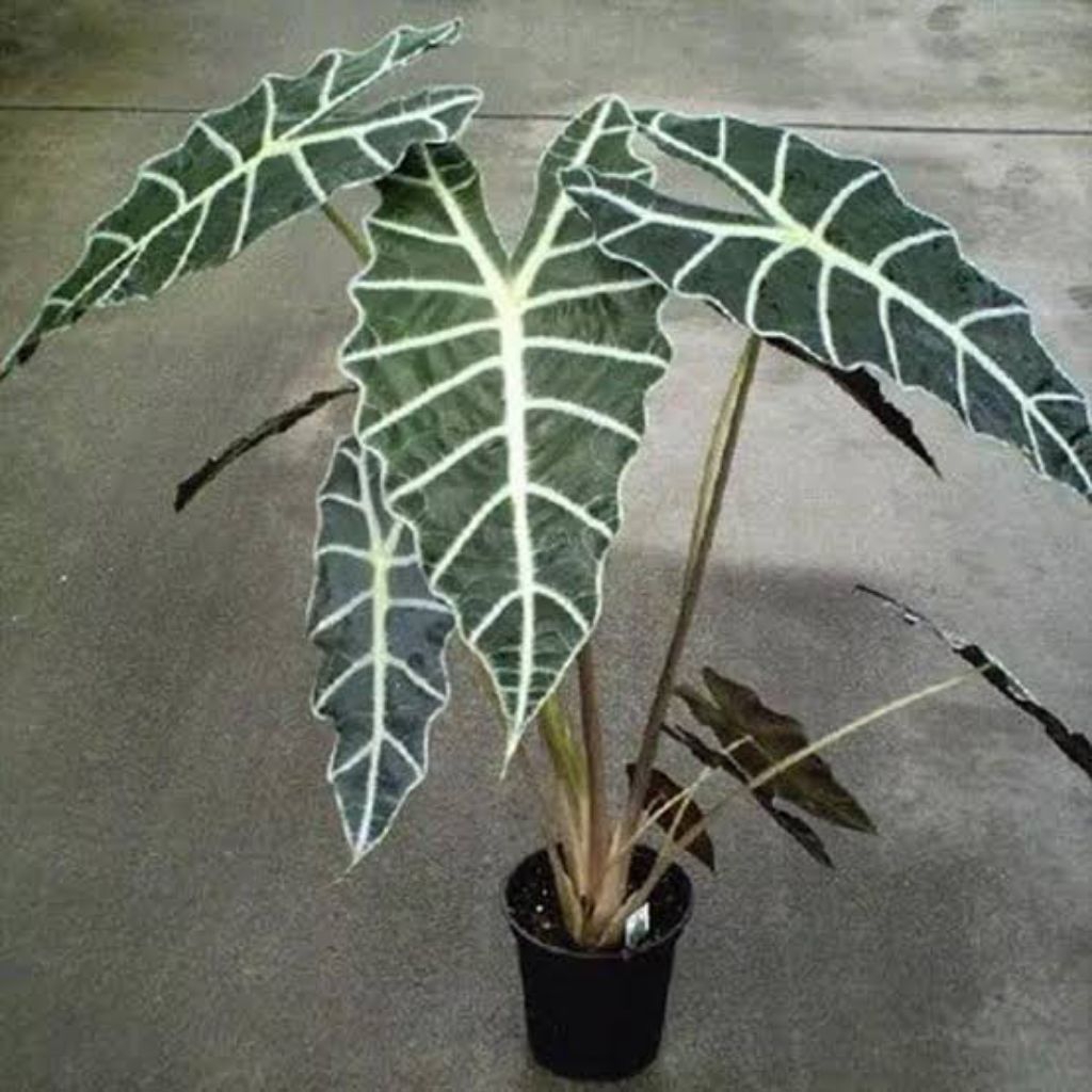 tanaman hias alocasia amazonica anakan full media