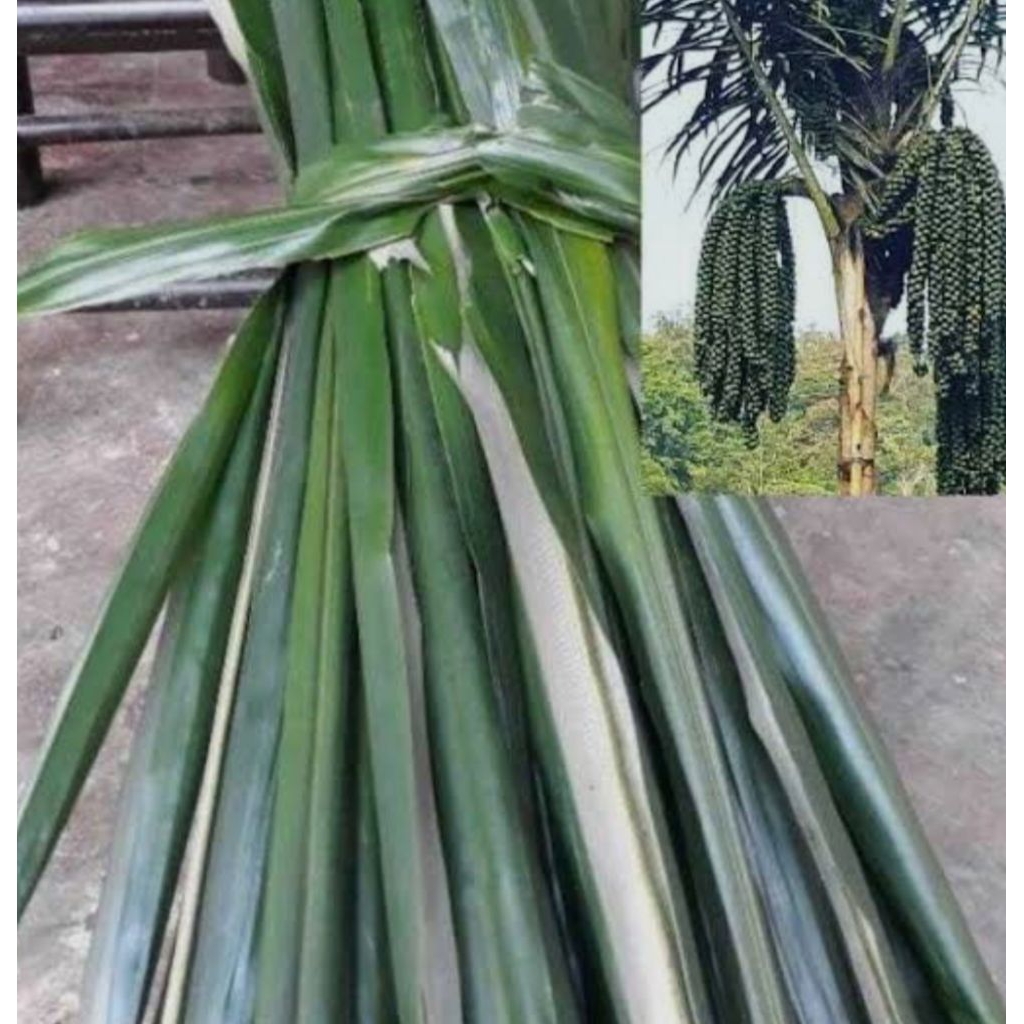 

DAUN AREN 50 PCS,. BARU PETIK MASIH FRES