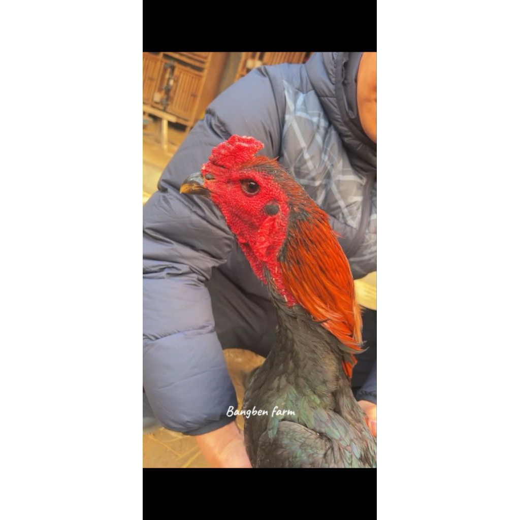 

Telur ayam mangon pakoy petarung