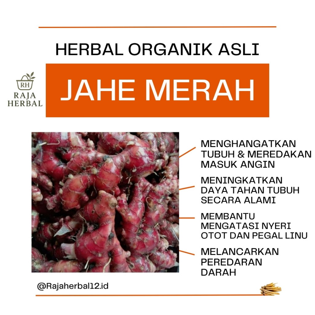 

Jahe Merah Herbal 1KG Segar Organik Murah Spices Bahan bumbu dapur Pedas