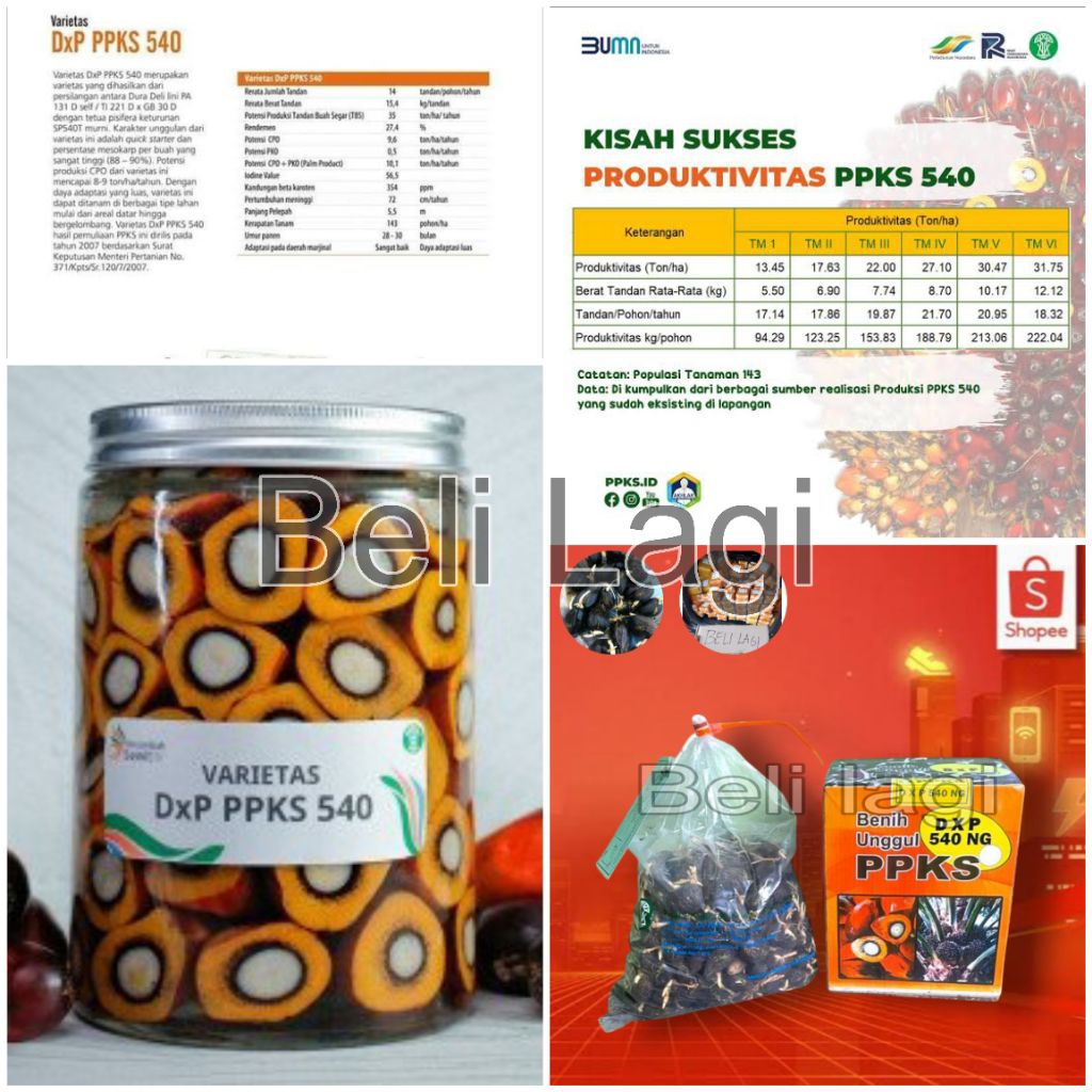bibit cambah sawit ppks540 (harga perbungkus)