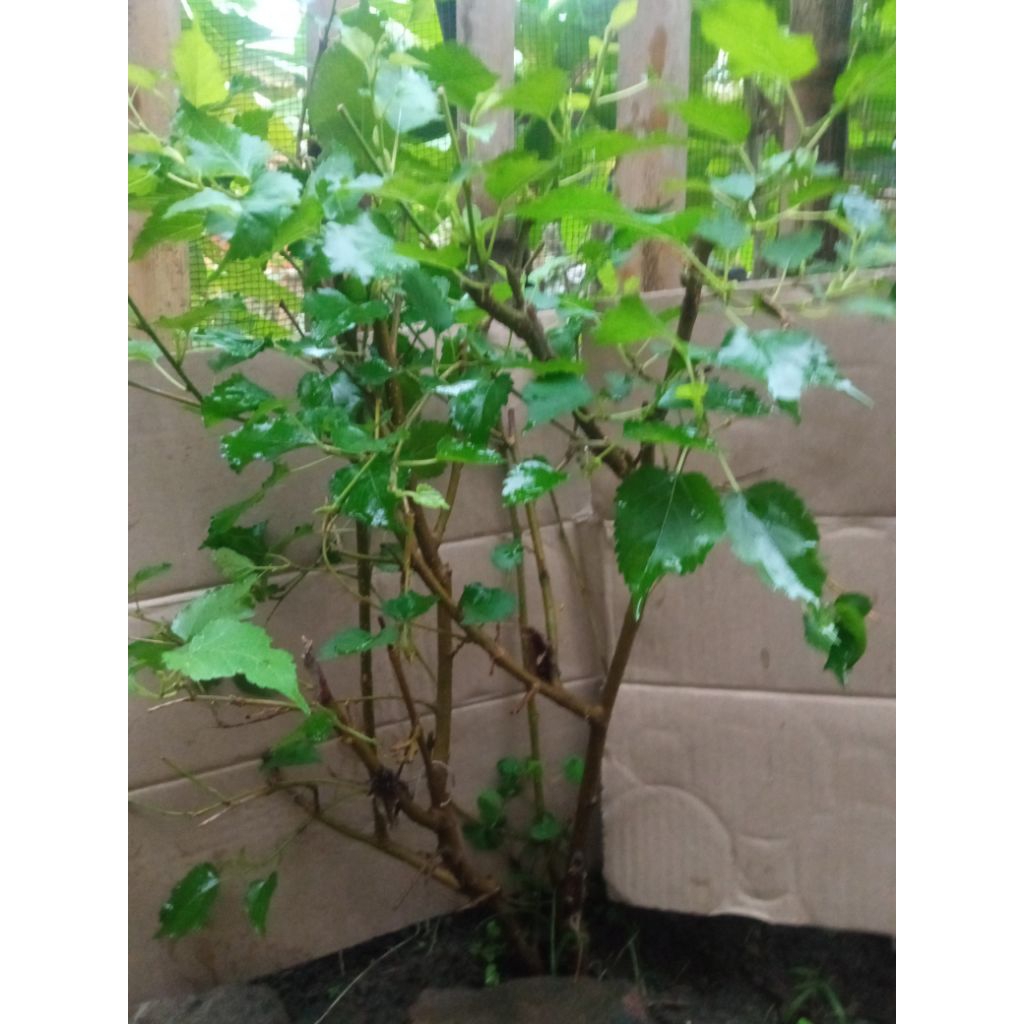bahan bonsai murbei big asli cangkok