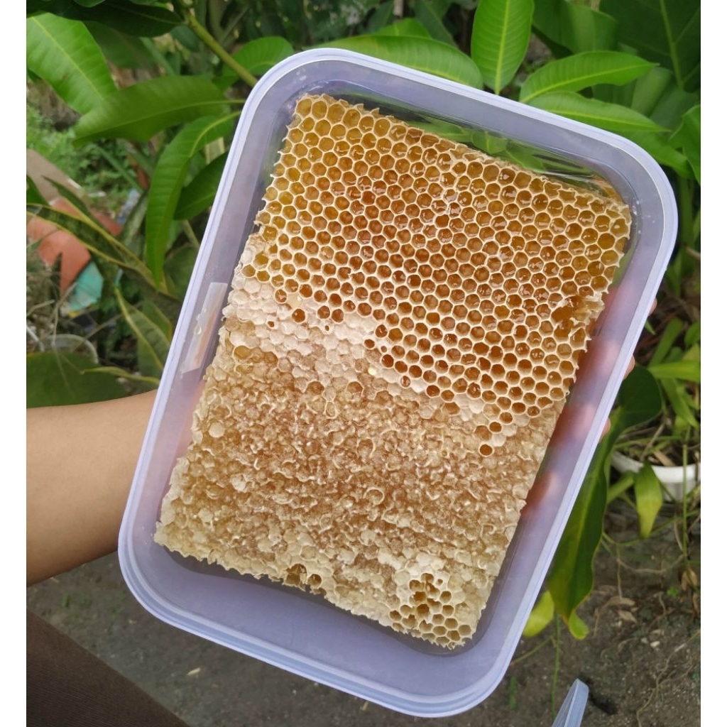 

Madu asli sarang lebah