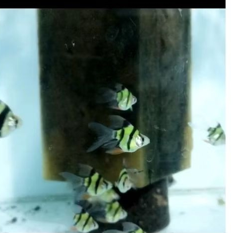 IKAN HIAS SUMATRA BALON SLAYER NEON TIGER